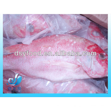 Poisson Frozen Red Snapper